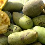 Pawpaws are making a comeback ripe pawpaws