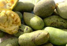 Pawpaw Chiffon Pie ripe pawpaws