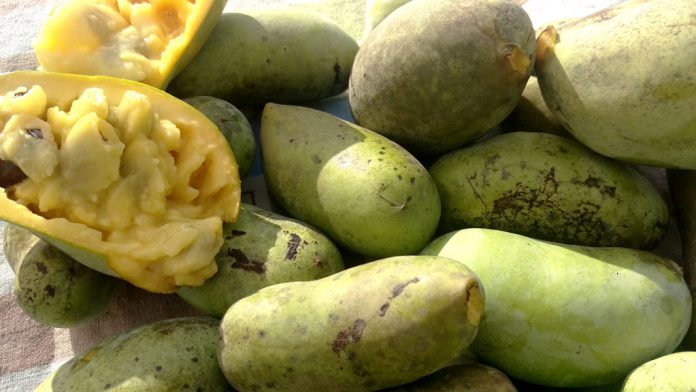 ripe pawpaws ripe pawpaws
