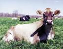 grazing-cow-color.jpg