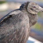 black vulture