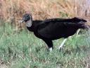 Black vulture kills increasing in Ohio
