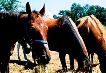 Cartilage disease affects most horses horses eating hay