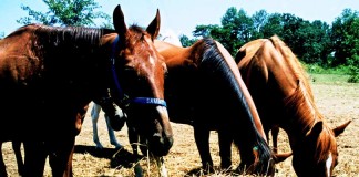 Dusty air is no good for you, nor your livestock horses eating hay