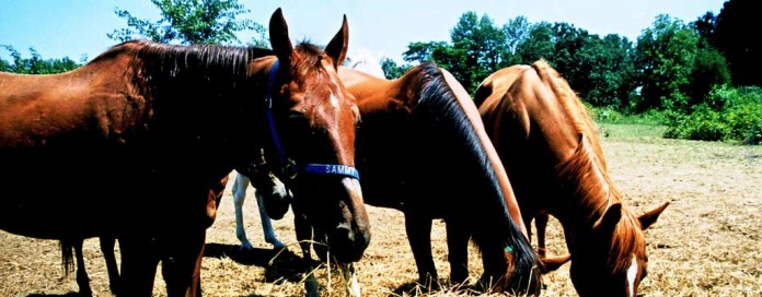 horses eating hay