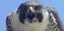 falconslarge.jpg