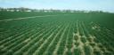 ohio-wheat-croplarge.jpg