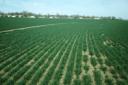 ohio-wheat-cropsmall.jpg