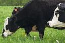 Antibiotic use in livestock