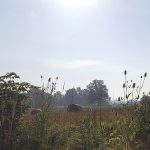 Scott Shalaway: What’s causing mysterious dragonfly swarms? hay bales in field