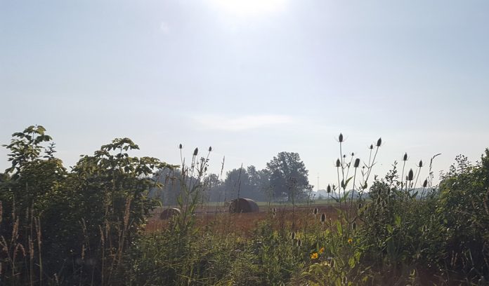hay bales in field hay bales in field