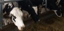 Voters to decide on Ohio Livestock Care Standards Board