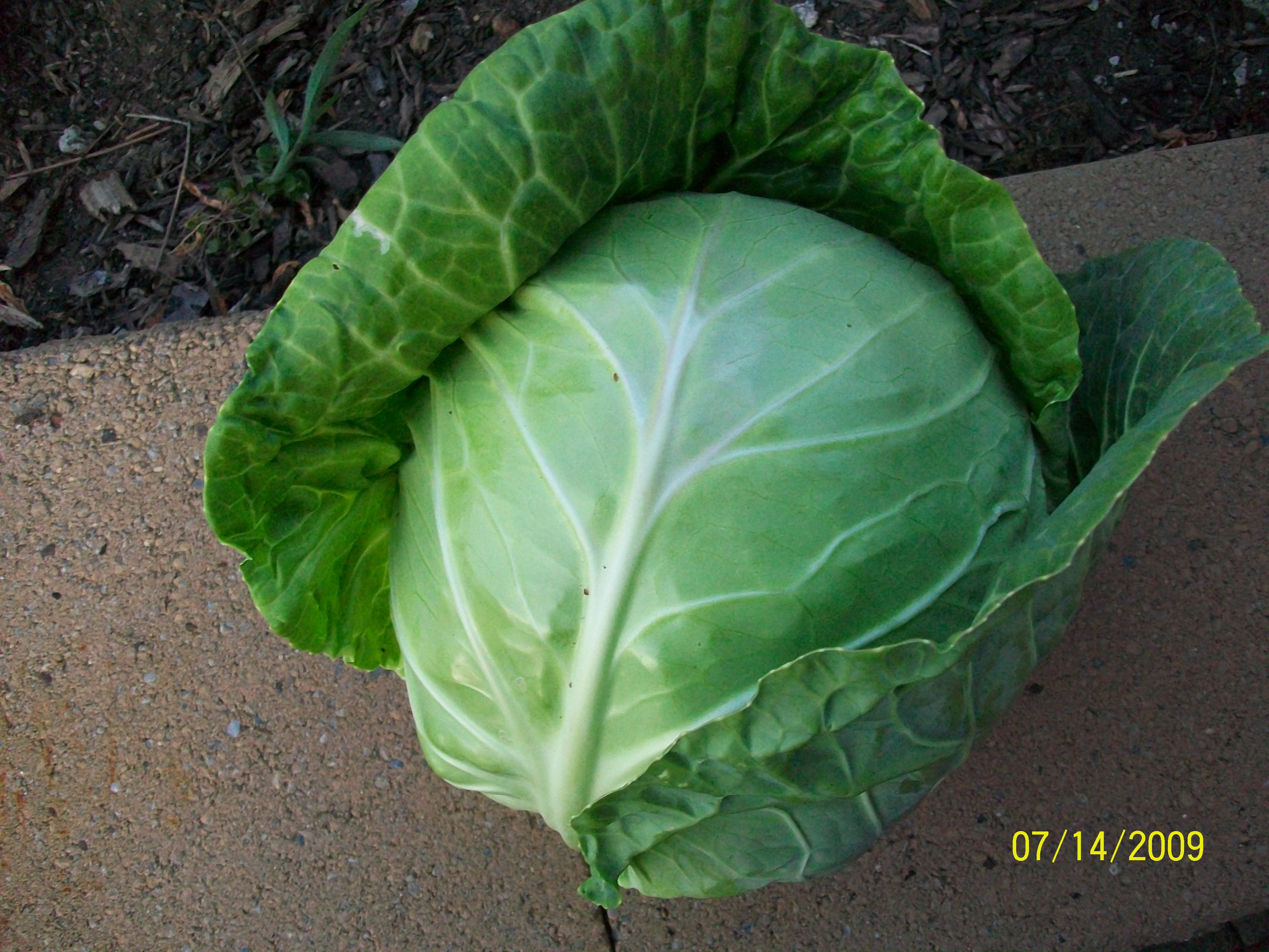 cabbage-head.JPG