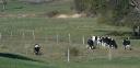 cows-on-fall-pasturelarge.jpg