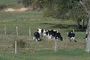 cows-on-fall-pasturesmall.jpg