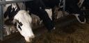 Pennsylvania dairy farmers need more help