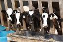 Dairy producers gain hope