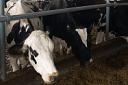 Dairy farmers make one request: competitive milk pricing system