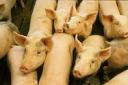 Swine show moved to Jan. 2 to minimize virus risk