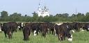 Russian Cows – Large