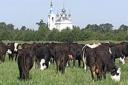 Russian Cows – Small