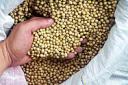 soybean seeding