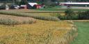 Not all cover crops are not created equal