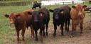 cattlenumberslarge.jpg