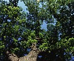 dutch elm.SMALL