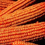 5930318947_8edf0f6f3b_o