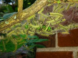 Why are there spiderwebs in my tree? fall webworms