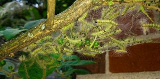 Unraveling the mystery of webworm tents fall webworms