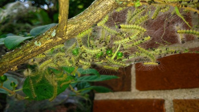 fall webworms