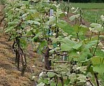 vineyard.small