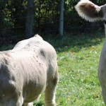 6261802170_c2b4ca5c7f_o