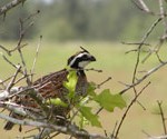 Bobwhite187