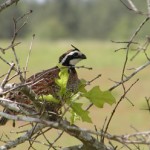 Bobwhite330