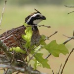 Bobwhite390