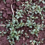 Herbicide session is Jan. 18