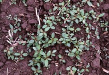 Herbicide session is Jan. 18