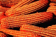 field corn