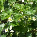 plasticulture_strawberries.large