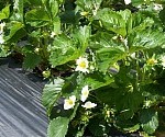 plasticulture_strawberries.small