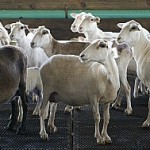 wvu lg sheep.stcroix