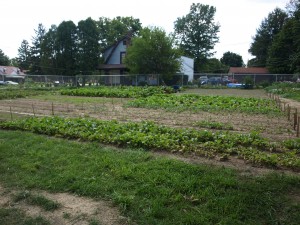 Youngstown urban farm