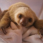 baby-sloth-779677
