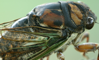 Cicada killer wasps