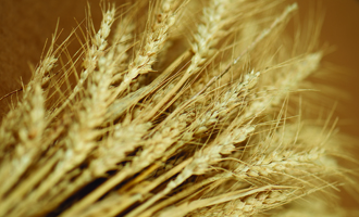 2012 Drought is forcing grain prices higher