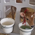 9.08Dairy Excel 3.lg