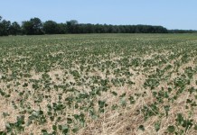 Stark SWCD offering cover crop program cover crops
